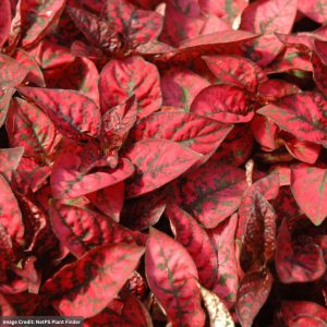 Hypoestes - Splash Red - 4" Pot