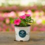 Impatiens – Beacon Rose – 4″ Pot