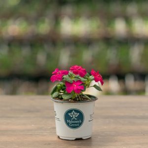 Impatiens – Beacon Violet – 4″ Pot