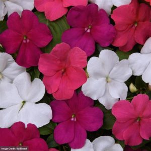 Impatiens – Beacon Portland Mix – 4″ Pot