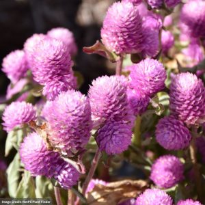 Gomphrena - Buddy Rose - 4.5" Pot