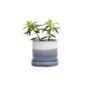 Minute Pot With Saucer - Chive - Blue Layers - 3"