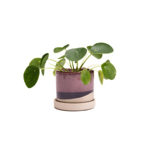 Minute Pot With Saucer - Chive - Burgundy - 3"