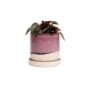 Minute Pot With Saucer - Chive - Burgundy - 5"