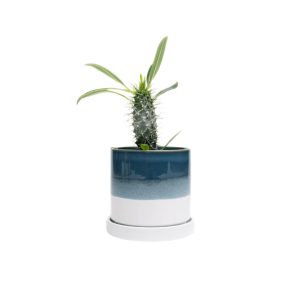 Minute Pot With Saucer - Chive - Green-Blue - 5"