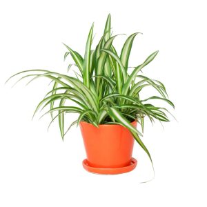 Tika Pot With Saucer – Chive – Orange – 5″