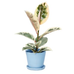 Tika Pot With Saucer - Chive - Periwinkle - 5"