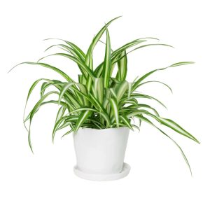Tika Pot With Saucer - Chive - White - 5"
