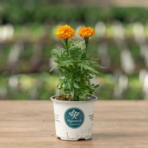 Marigold – Inca Orange – 4″ Pot