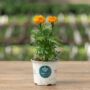 Marigold – Inca Orange – 4″ Pot