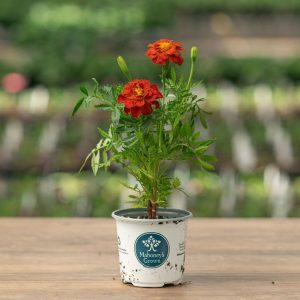 Marigold – Safari Red – 4″ Pot