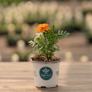 Marigold – Safari Tangerine – 4″ Pot