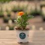 Marigold – Safari Tangerine – 4″ Pot