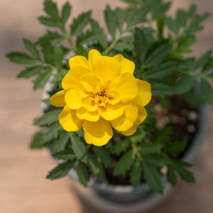 Marigold – Safari Yellow – 4″ Pot