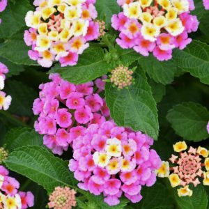 Lantana – Bandana Pink – 4.5″ Pot