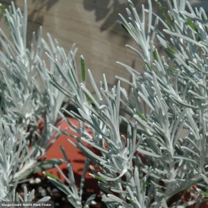 Licorice - Icicles - 4.5" Pot