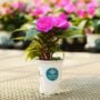 New Guinea Impatiens – Sonic Amethyst – 4.5″ Pot