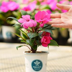 New Guinea Impatiens – Sonic Bright Pink – 4.5″ Pot