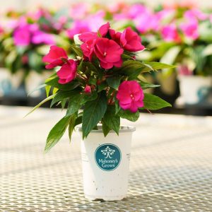 New Guinea Impatiens – Sonic Deep Purple – 4.5″ Pot