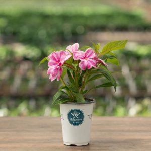 New Guinea Impatiens – Sonic Magic Pink – 4.5″ Pot
