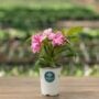 New Guinea Impatiens – Sonic Magic Pink – 4.5″ Pot