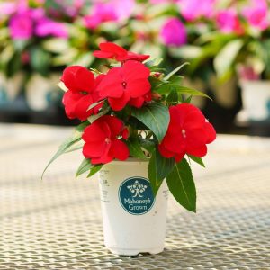 New Guinea Impatiens – Sonic Red – 4.5″ Pot