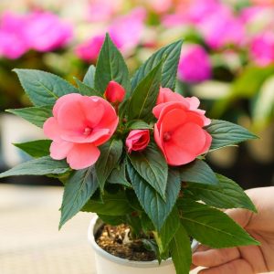 New Guinea Impatiens – Sonic Salmon – 4.5″ Pot