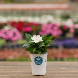 New Guinea Impatiens – Sonic White – 4.5″ Pot