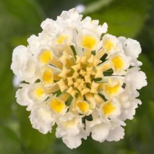 Lantana – Bandolero White – 6.5″ Pot