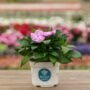 New Guinea Impatiens – Super Sonic Lavender – 6.5″ Pot