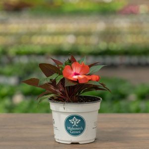 New Guinea Impatiens – Super Sonic Orange Ice – 6.5″ Pot