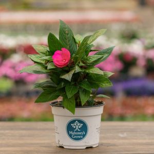 New Guinea Impatiens – Super Sonic Pink – 6.5″ Pot