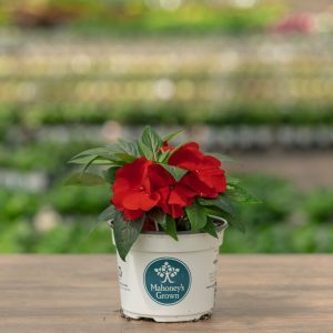New Guinea Impatiens – Super Sonic Red – 6.5″ Pot