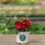 New Guinea Impatiens – Super Sonic Red – 6.5″ Pot