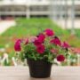 Combo – Night In Pompeii – 8″ Patio Pot