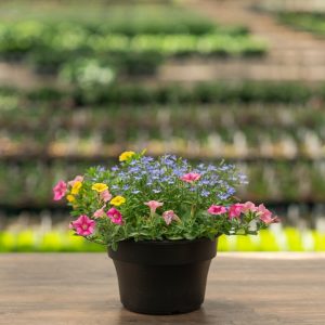 Combo – Pink Lemonade – 8″ Patio Pot