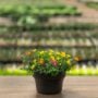 Combo – Biden My Time – 8″ Patio Pot