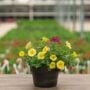 Combo – Great Escape – 8″ Patio Pot