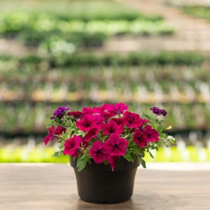 Combo – Jazzberry Jam – 8″ Patio Pot