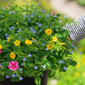 Combo – Pink Lemonade – 12″ Patio Pot