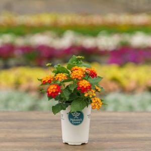 Lantana – Black Cherry – 4.5″ Pot