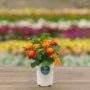 Lantana – Black Cherry – 4.5″ Pot
