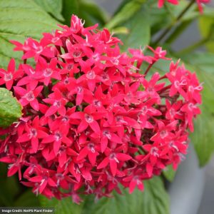 Pentas - Graffiti 20/20 Ruby - 4.5" Pot