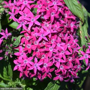 Pentas - Graffiti Violet - 4.5" Pot