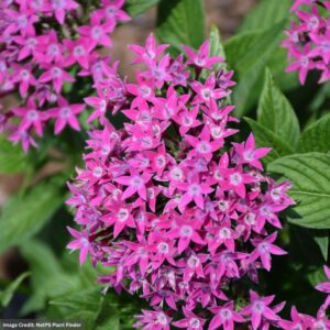 Pentas - Graffiti 20/20 Ultra Violet - 4.5" Pot