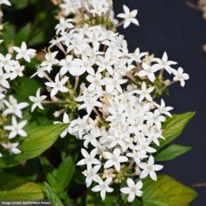 Pentas - Graffiti 20/20 White - 4.5" Pot