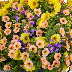 Combo – Island In The Sun – 6.5″ Pot