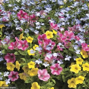 Combo – Pink Lemonade – 6.5″ Pot