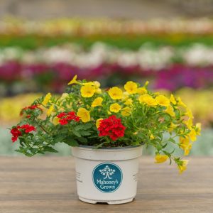 Combo – Biden My Time – 6.5″ Pot