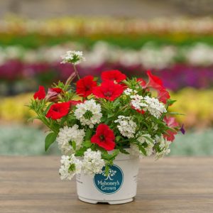Combo – Bloomin Glory – 6.5″ Pot